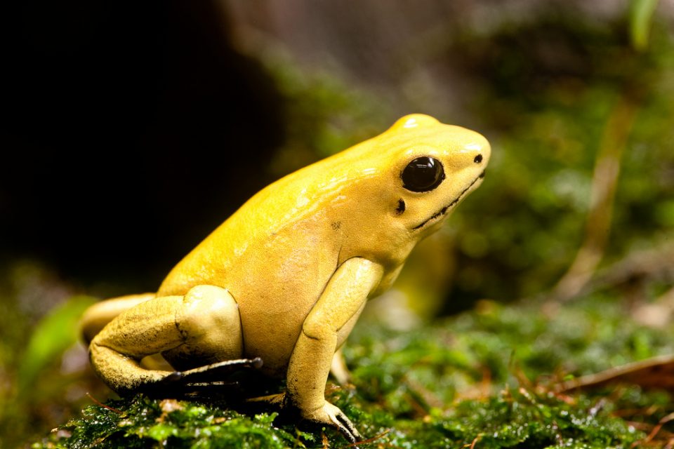 Golden Poison Frog