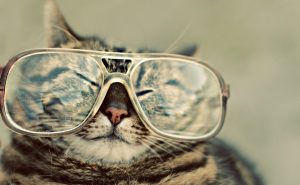 кот в очках