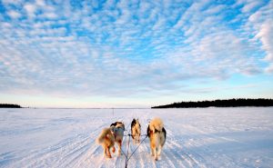Лапландская зима, новогодняя сказка в фото