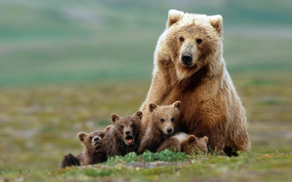 медведицы и медвежата