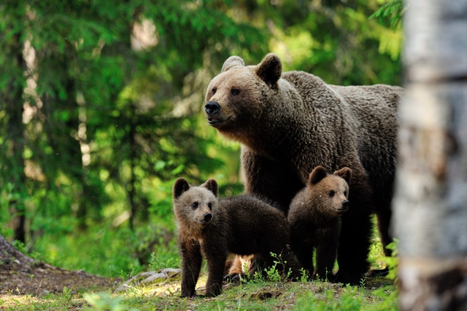 медведицы и медвежата