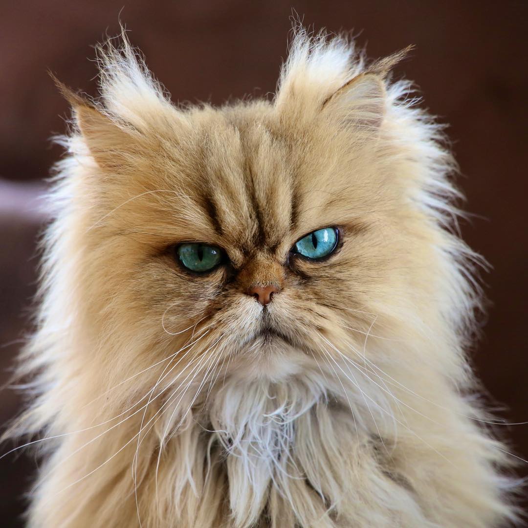 Персидский кот Перс