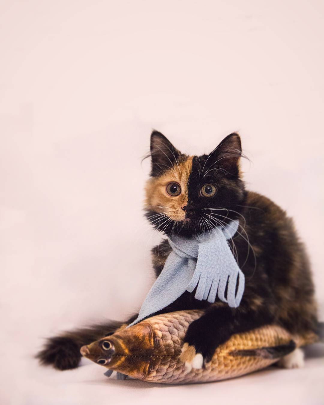 двухцветный окрас кошки