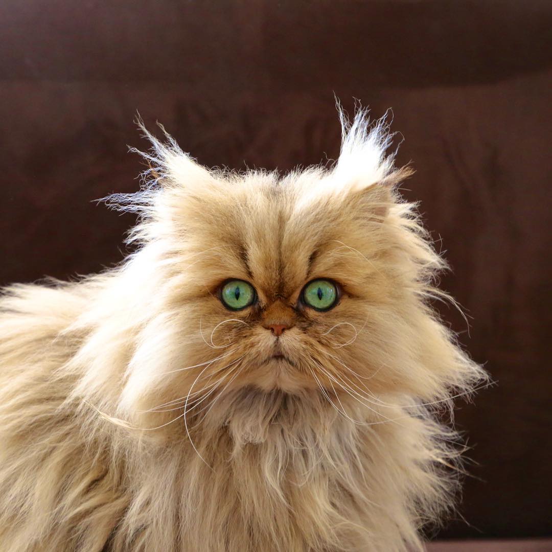 Персидский кот Перс