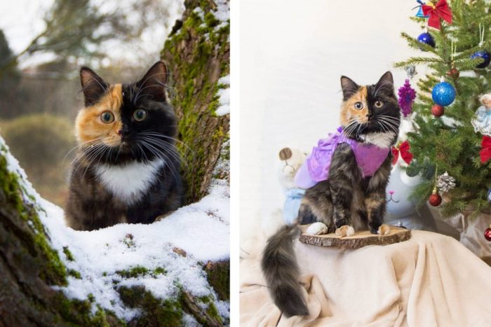 Уникальный окрас кошки Яны из Минска, сделал ее звездой instagram