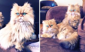 Лили и Эви — золотистые персидские кошки с изумрудными глазами