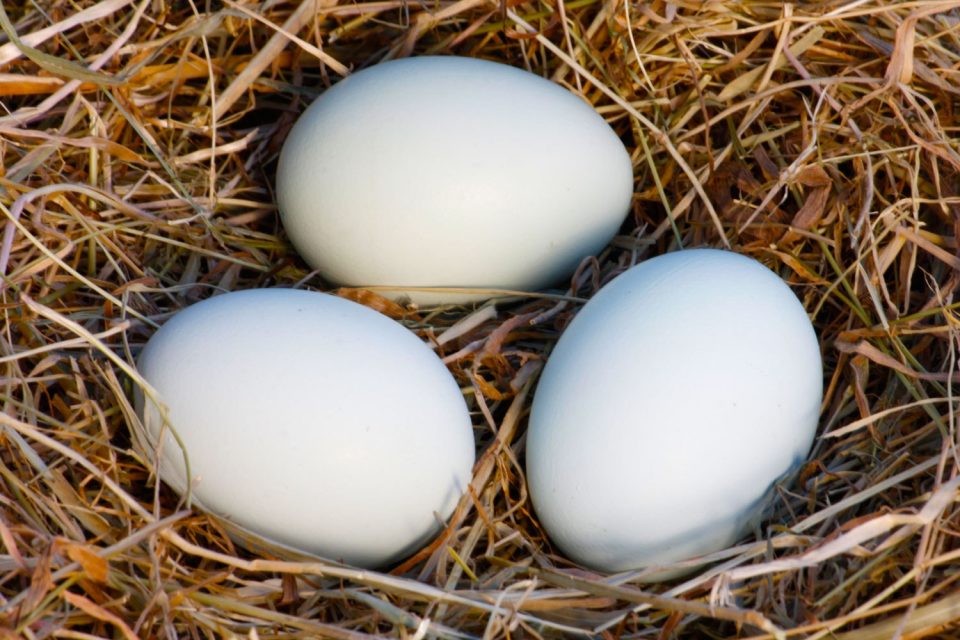 разница между коричневыми и белыми куриными яйцами
