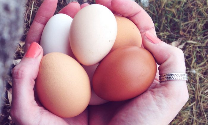 Какая разница между коричневыми и белыми куриными яйцами?