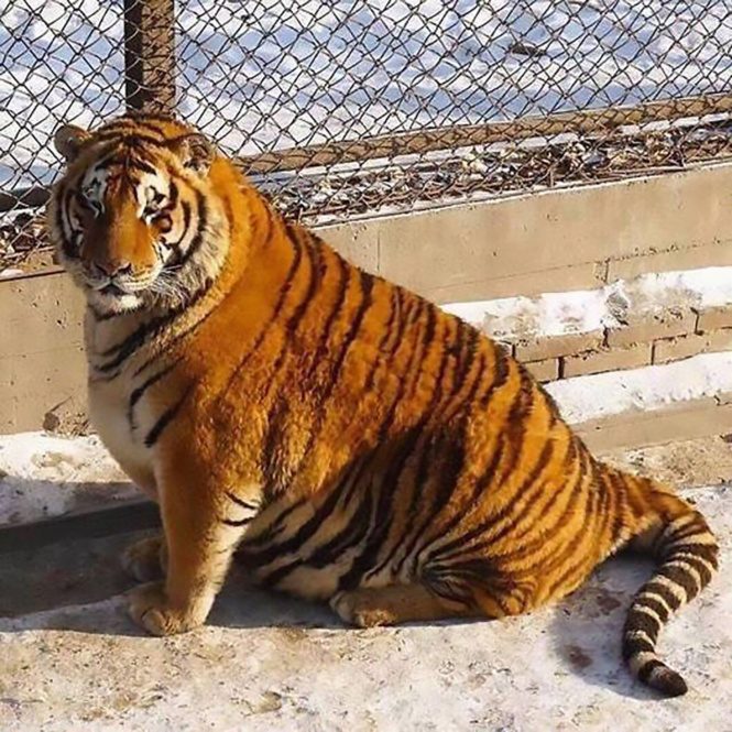 толстые тигры