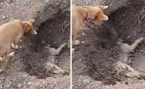 Собака хоронит своего лучшего друга после того, как последний попал в автомобильную аварию