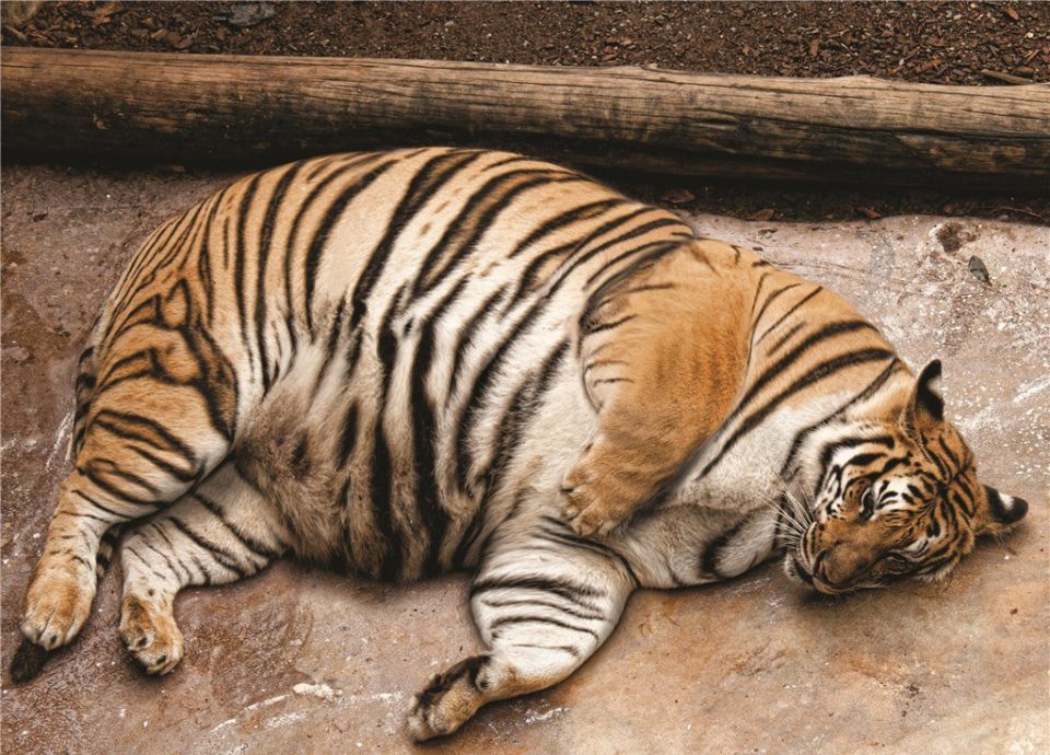 толстый тигр