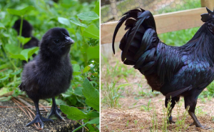 Этот редкий «Петух гот» черный на все 100%, от перьев до внутренних органов и костей