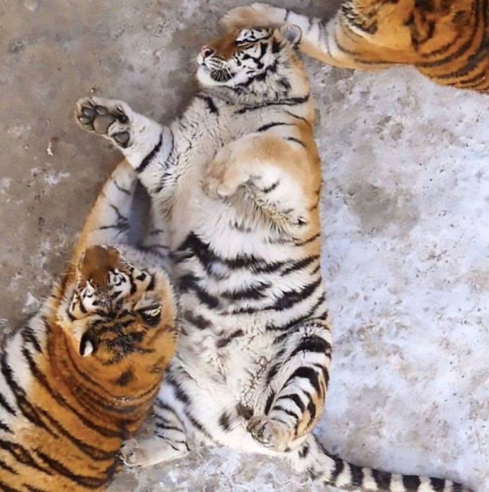 толстые тигры