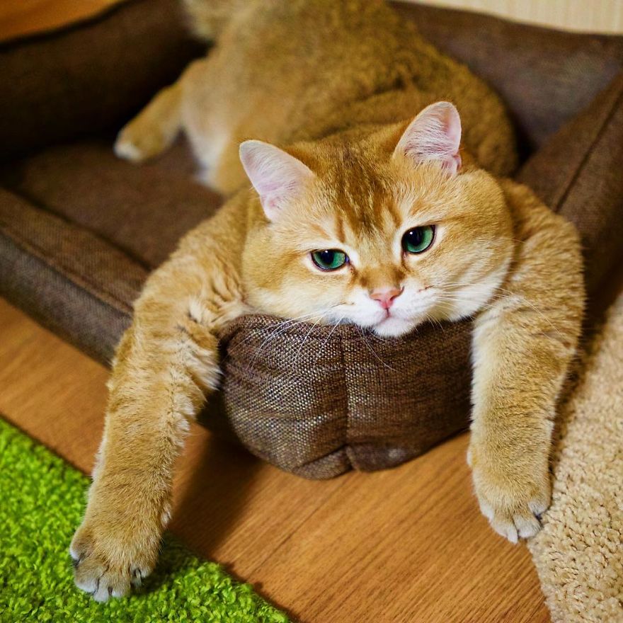 Хосико — настоящим котом в сапогах