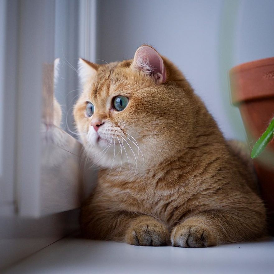 Хосико — настоящим котом в сапогах из шрека