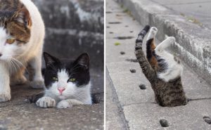 Бродячие кошки из водосточных отверстий стали частью жизни этого фотографа