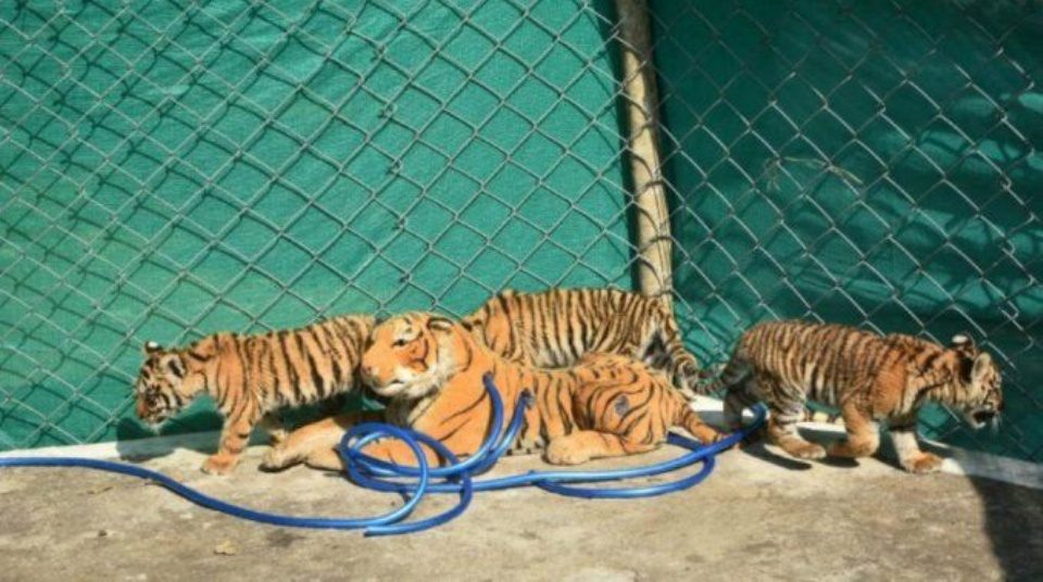 Осиротевших тигрят спасла плюшевая «мама»