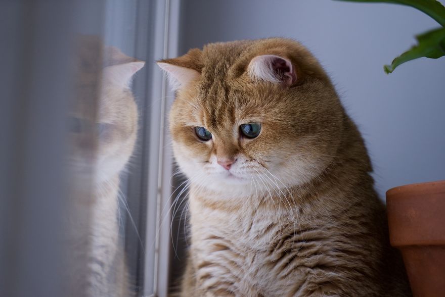 Хосико — настоящим котом в сапогах из шрека