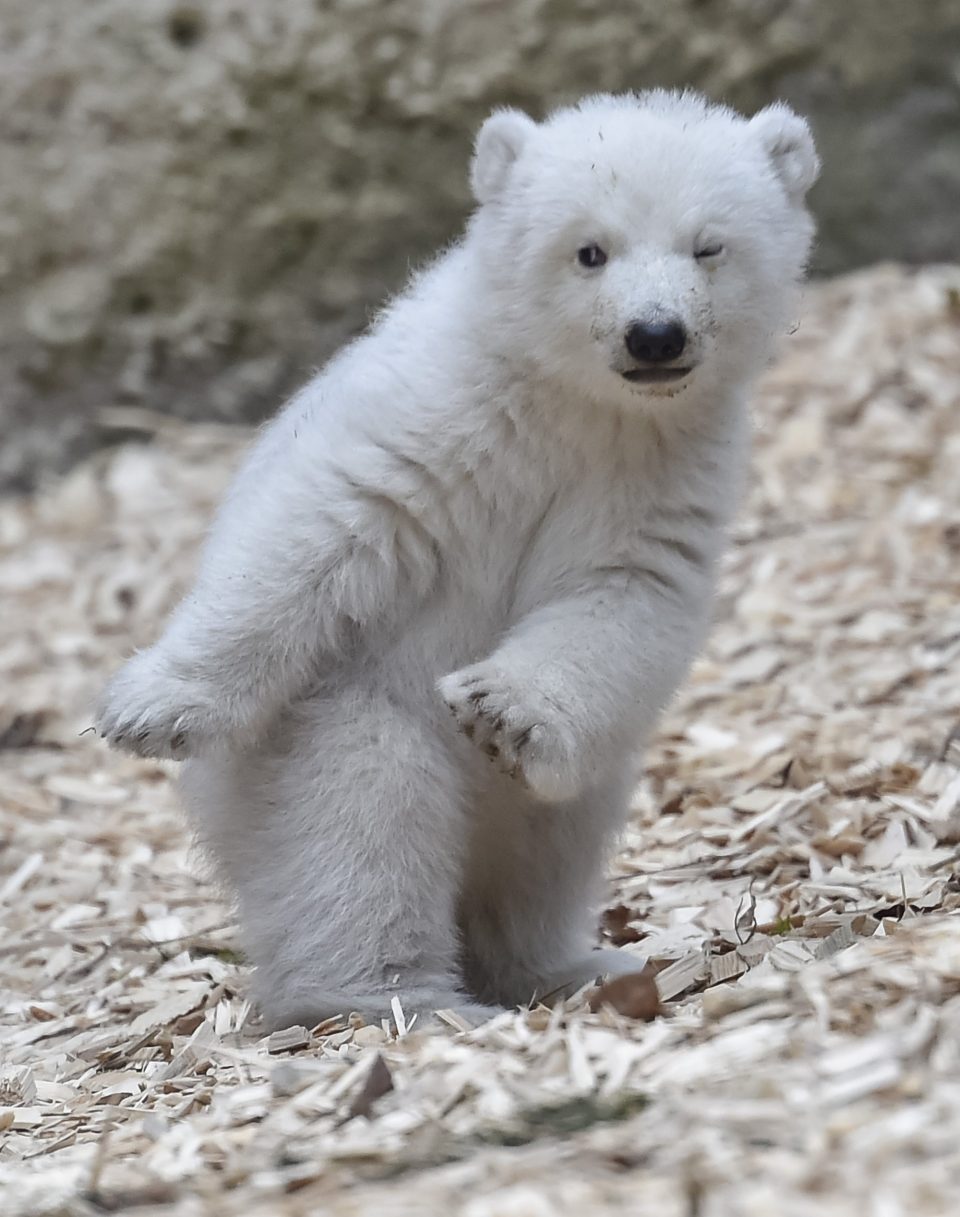 белый медвежонок