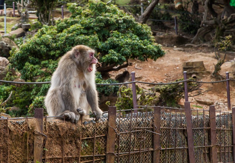 киото обезьяны
