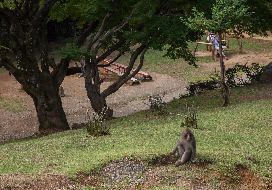 киото обезьяны
