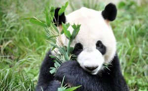 панда расцветка