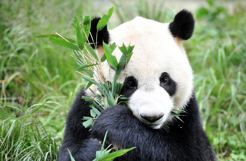 панда расцветка