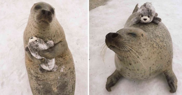 В японском зоопарке тюленю дали плюшевого тюленя. Его реакция была неожиданной