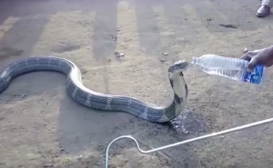 кобра пьет воду