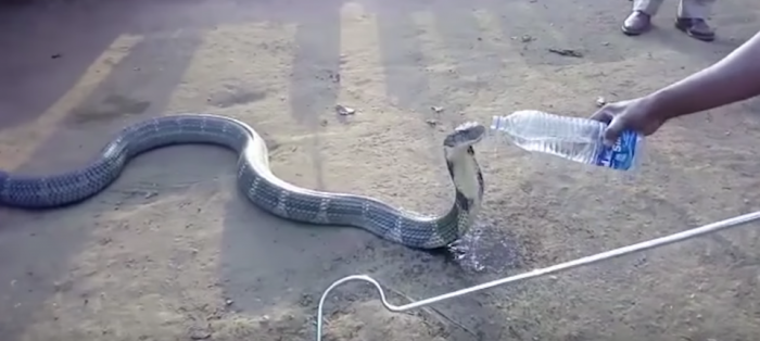 Огромная кобра пьет воду из бутылки