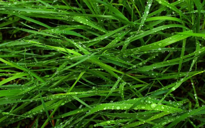 Почему трава зеленая – достоверная информация с научной точки зрения