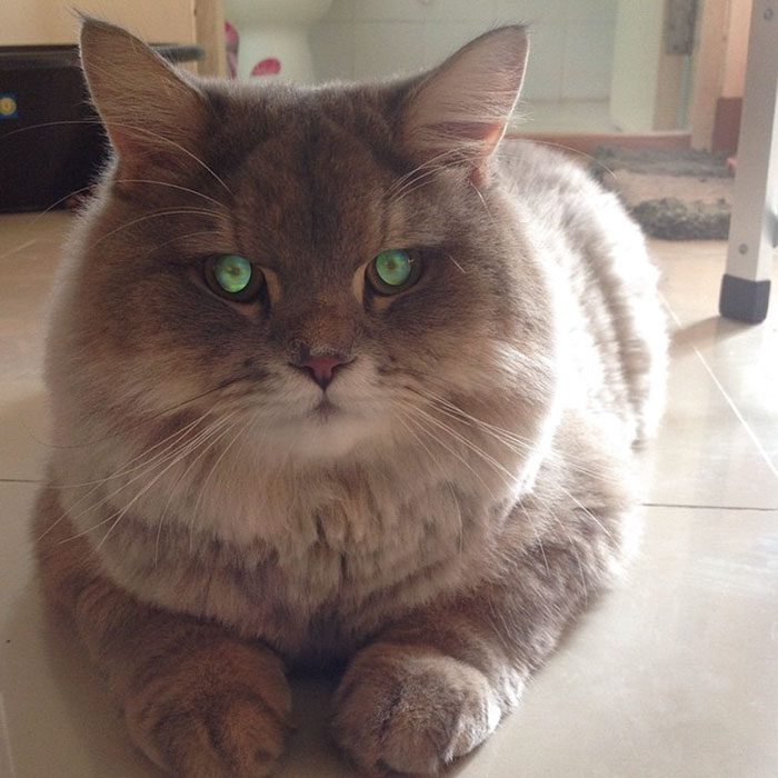Боне-Боне — огромный пушистый кот из Таиланда