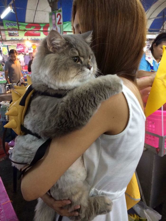 Боне-Боне — огромный пушистый кот из Таиланда