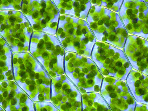 Клетки травы под микроскопом