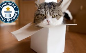 «Король коробок» — самый популярный кот по Гиннессу