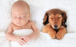 Доказательство того, что для малышей, собаки лучше чем подушки