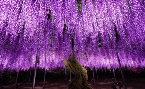 Фестиваль глицинии в Японии — незабываемое зрелище